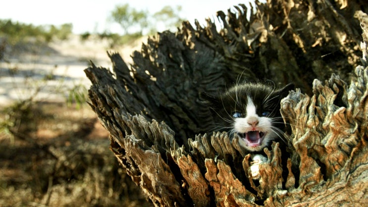 [생태계] Feral Cats Are Taking Over,... : 네이버 블로그