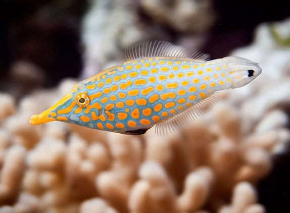 Oxymonacanthus longirostris - Orange Spotted filefish, Harlequin ...