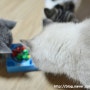 엑죠틱 / 엑죠틱 숏헤어 / 찡코 고양이 - 다이소에서 구입한 2000원짜리 장난감