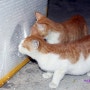 겨울 고양이 집 만들기: 차고에 살고 있는 아깽이들 집