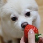 강아지 딸기 : 겨울 강아지 간식으로 최고인 딸기!!