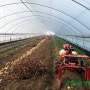 광록농원 유기농전환기 대지마 감자 수확을 하였습니다. 인증 무농약감자