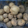 감자 재배법
