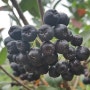 아로니아(Aronia)는 무엇인가?