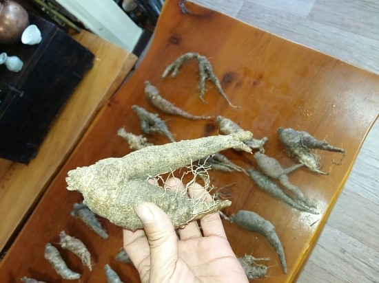 산더덕 자연산더덕 야생더덕 오래된 담금용더덕 천식 비염 폐렴 폐암-자연산약초판매목록- : 네이버 블로그