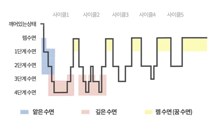 수면 사이클 파악하기 [수면리듬 수면주기] 네이버 블로그