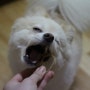 해피팡팡 소연골껌 : 관절 튼튼해지는 소연골 강아지 수제간식 먹이기:)