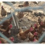 건강한 닭과 유정란 축산농가 방문기(1탄)-전라남도 영광