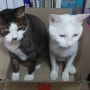 마뇨네고양이, 한 박스 두 고양이