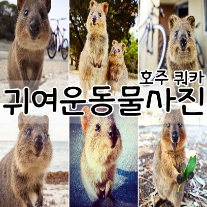 귀여운 동물 사진]쿼카♡ : 네이버 블로그