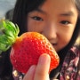 딸기와 함께 농촌의 겨울정취를 느끼다 - 양평 여물리체험마을 딸기따기체험