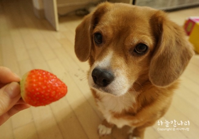 강아지 딸기 먹어도 되나요? 정답은.. : 네이버 블로그