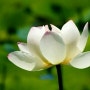 연꽃의 아름다운 10가지 의미