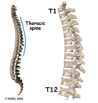 흉추(Thoracic Vertebrae) 를 가볍게 알아보기! : 네이버 블로그