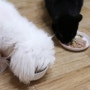 강아지, 고양이 함께 먹는 초아팸의 간식 시간