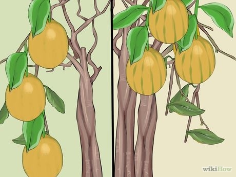 :: 실내에서 레몬 나무 키우기 : 네이버 블로그