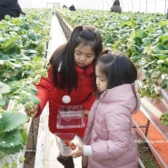 일산 딸기체험 고양 햇살딸기농원