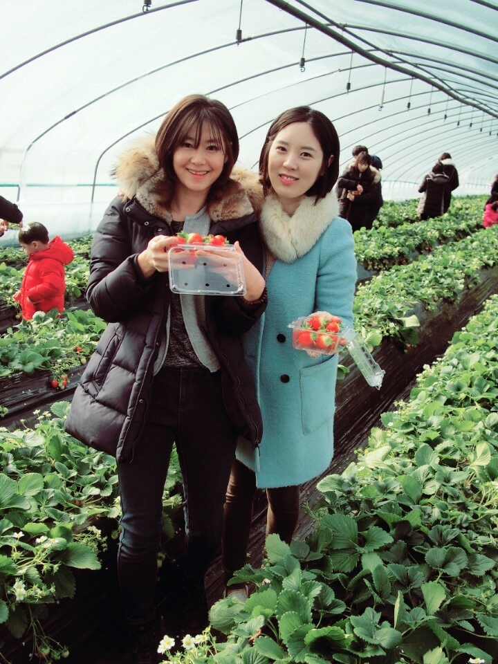 [한사랑 딸기체험농장] 서울에서 가까운 남양주 딸기 체험장