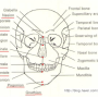 두개골 계측법(Craniometry)