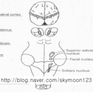 Facial Nerve (CN7)