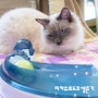 [리카츄]일본에서 고양이 키우기-랙돌고양이 모찌 장난감후기 [하겐 캣잇 센스 플레이서킷]