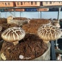 참나무 배지표고버섯