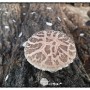 참나무표고버섯