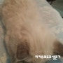 [리카츄]일본에서 고양이 키우기 (뽀또)