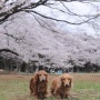 일본, 2016년 사쿠라 (벚꽃) 개화시기 & 도쿄 BEST8
