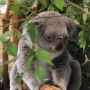 [160122]Lonepine Koala Sanctuary (론파인 코알라 생츄리)-1편