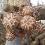 표고버섯재배,표고버섯판매- 청춘표고버섯농장의 2월11일