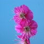 봄꽃 홍매화 2