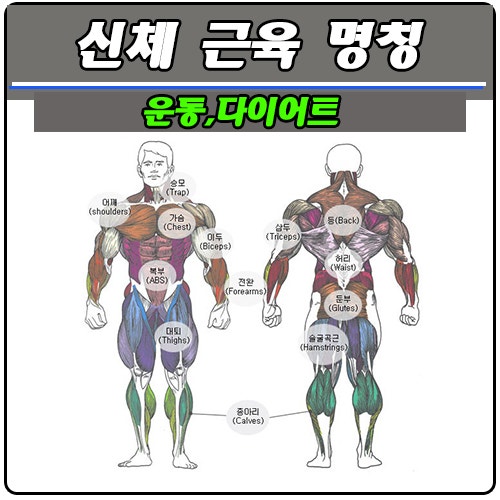 근육 명칭,신체 부위명칭,근육 조직 이름 : 네이버 블로그