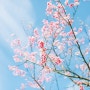 오키나와 - 벚꽃과 함께 힐링 여행