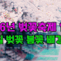 2016년 벚꽃축제일정 및 고화질 봄꽃 벚꽃 배경화면(1920*1080)
