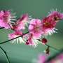 봄꽃 홍매화 3