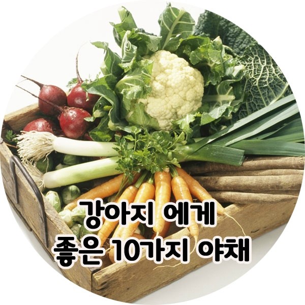 강아지에게 좋은 10가지 야채 : 네이버 블로그