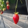 경남 딸기체험하기 좋은곳 그리운순이농원 딸기체험하기