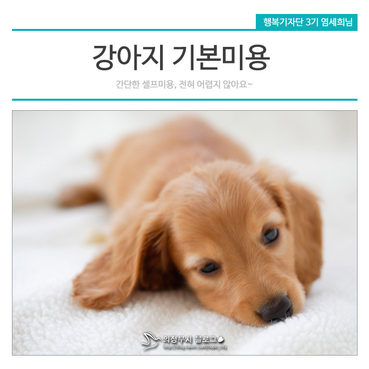 집에서 강아지 미용방법! 셀프미용으로 깨끗하고 건강하게~~~~ : 네이버 블로그