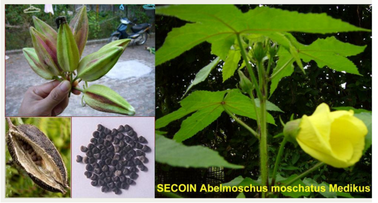 암브레트 시드 [Ambrette seed] : 네이버 블로그