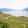 스위스 여행 :) 라보(Lavaux) 포도밭 하이킹