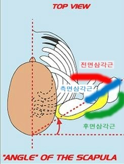 어깨평면(zero position)과 어깨운동, 밀리터리 프레스 : 네이버 블로그