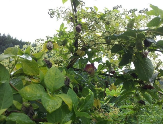 산더덕 이야기 : 네이버 블로그