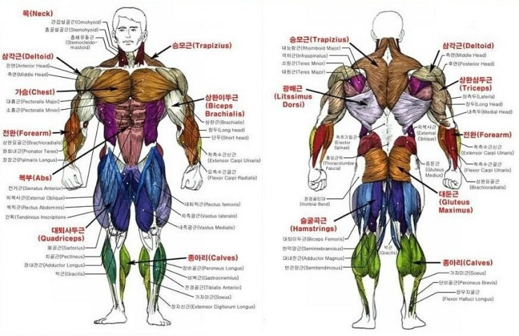 부위별 근육명칭과 운동명칭 정리 : 네이버 블로그