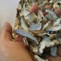 건표고버섯판매,건표고버섯- 청춘표고버섯농장 건표고버섯 만들었어요 , 코리아챔피언 "마리"