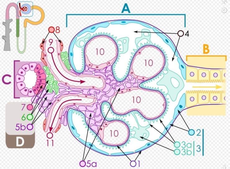 Glomerular disease with renal anatomy : ๋ค์ด๋ฒ ๋ธ๋ก๊ทธ Biology Diagrams