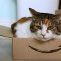 고양이가 상자를 사랑하는 과학적인 이유! (1)