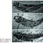 이탈리아의 에오세 석회암에서 산출되는 청어과(Clupeidae) 볼카이크티스 카토피곱테루스(Bolcaichthys catopygopterus)
