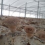 표고버섯판매,표고버섯재배- 청춘표고버섯농장 2주기 발생시작