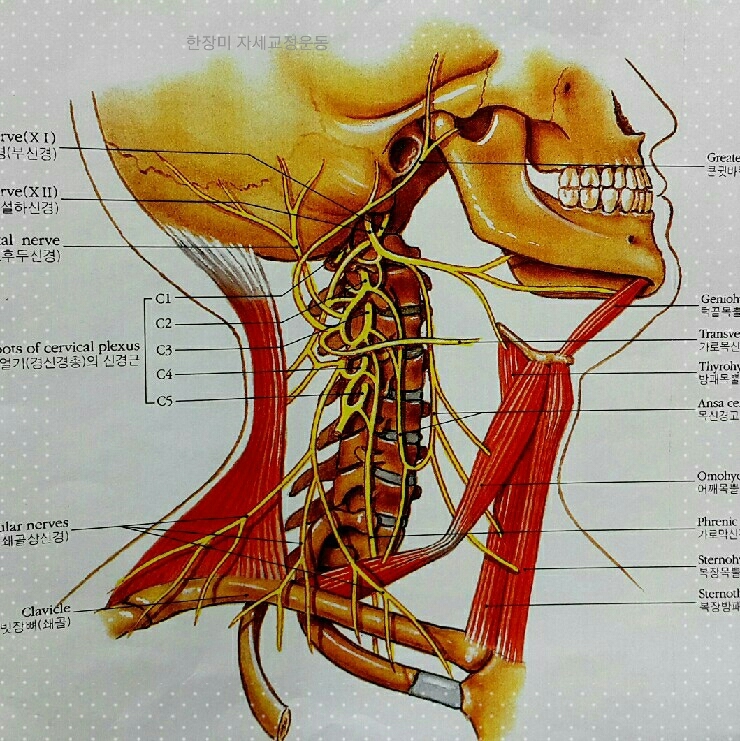 경추/목의 자세교정운동이 필요한 이유 : 네이버 블로그